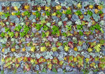 Gemischte Sedum, vier in einem Topf.jpg