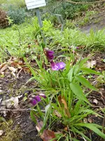 P1070571.webp