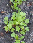 P1070840Stielmus.JPG