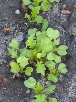 P1070840Stielmus.webp