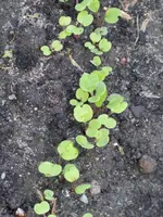 P1070842Salatrauke.webp