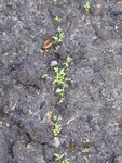 P1070845Gartenkresse.JPG