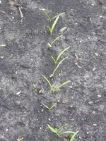 P1070851Spinat.webp