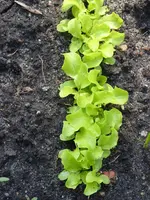 P1070857Schnittsalat.JPG