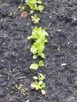 P1070861Pflücksalat.webp