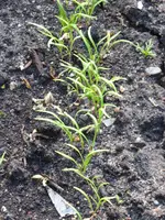 P1070863Dill.webp