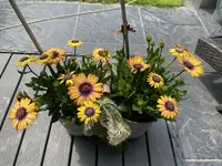 397C18AA-9FF0-4F6B-AC2B-6979C8FD199A.webp