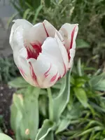 D33B8D34-60D5-4C76-9916-B9672C8C49EB.webp