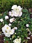 IMG_20201025_144932_1.jpg