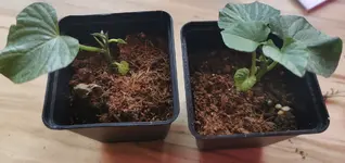 IMG_20220504_184753_edit_400260382366005.jpg IMG_20220504_184753_edit_400260382366005.jpg