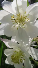_akelei weiss.webp