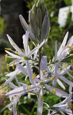 scilla.webp