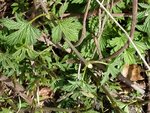 IMG_20220406_130435.jpg