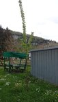 IMG-20220424-WA0000.jpg