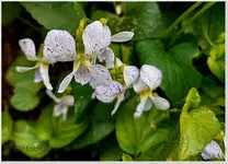 Mai Veilchen Freckles.webp
