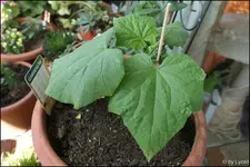 c022.webp