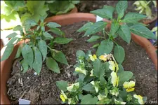 c024.webp