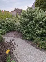 Lorbeerkirsche.jpg Lorbeerkirsche.jpg