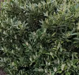 detail.webp detail.webp