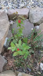 Salweide .webp