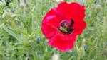 2019 Blumenwiese 004.jpg