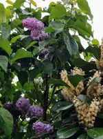 IMG_20220507_082846.webp