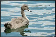 c026.webp