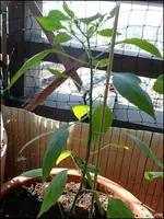 c029.webp