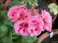 c032.webp
