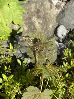 525F3919-58E3-4AAD-B8B1-CD6E2703BB79.webp