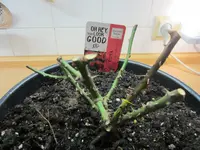 Rosea 'Aldifolia'.JPG Rosea 'Aldifolia'.JPG