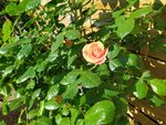 IMG_20220511_092729_1.jpg