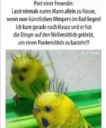Wellensittich.webp