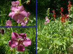 2022Verbascum.jpg