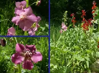 2022Verbascum.webp