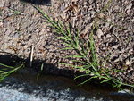 DSC06625.jpg