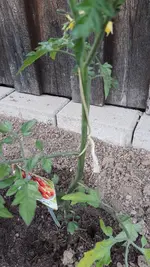 2022-05 Tomatenseile-02.webp