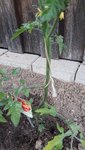 2022-05 Tomatenseile-02.jpg