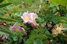 DSCN3804.webp
