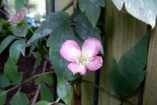 DSCN3807.webp