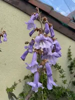 D6525FE0-9485-4D47-83A9-CCDFB15BB575.jpeg