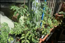c033.webp