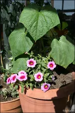 c034.webp