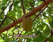 Pflaumenbaum Vorgarten 2022_05_14 P1180035.webp