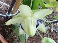 c042.webp