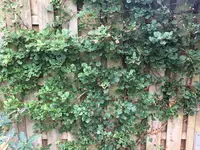 Hydrangea'petiolaris' 2020-09.jpg
