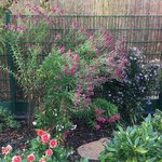 Aster mit Rhizomsperre_01.jpg