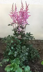 Astilbe_taq. Superba_mit Rhizomsperre.webp