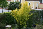 Goldulme 0122.JPG