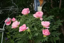 Strauchpäonie0722.webp